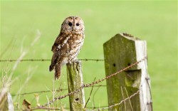 Tawny_owl_2455597b-250x156